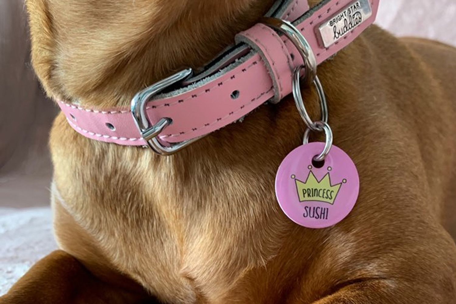 Bright Star Buddies Dog Tags & Bandanas hero banner